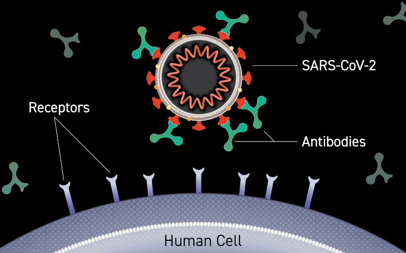 как работают антитела